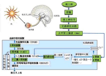 视交叉上核 (suprachiasmatic nucleus,scn) 是哺乳动物(包括人)最